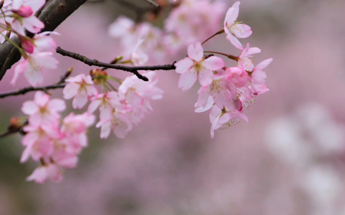 �����ϸ硤(�й�)���ֲ��ٷ���վ