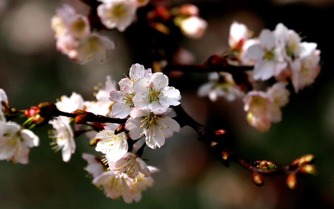 �����ϸ硤(�й�)���ֲ��ٷ���վ