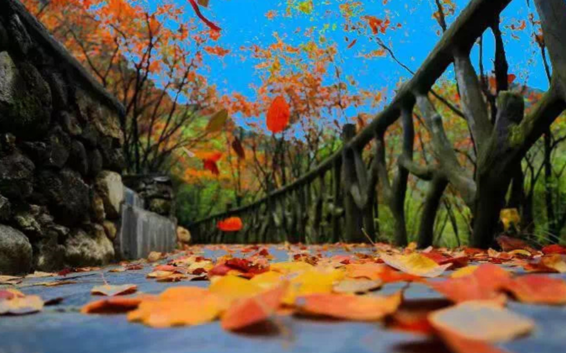 �����ϸ硤(�й�)���ֲ��ٷ���վ