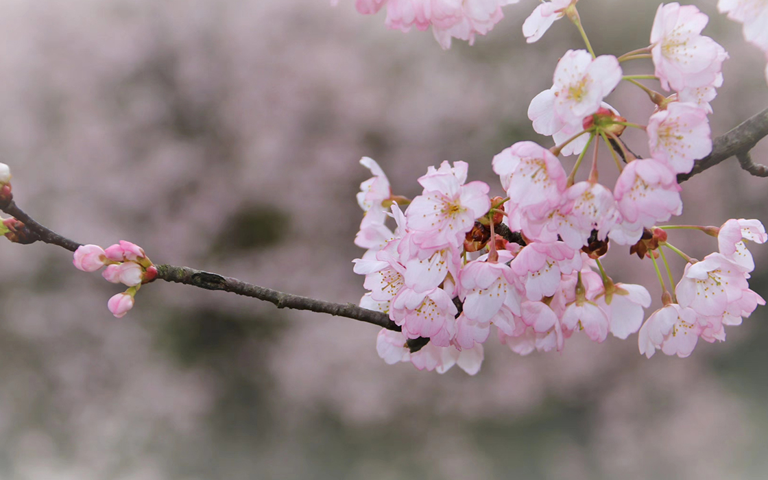 �����ϸ硤(�й�)���ֲ��ٷ���վ