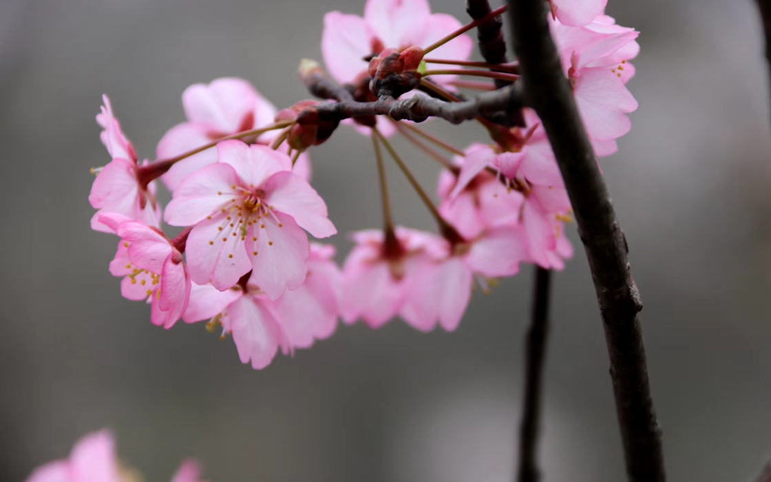 �����ϸ硤(�й�)���ֲ��ٷ���վ