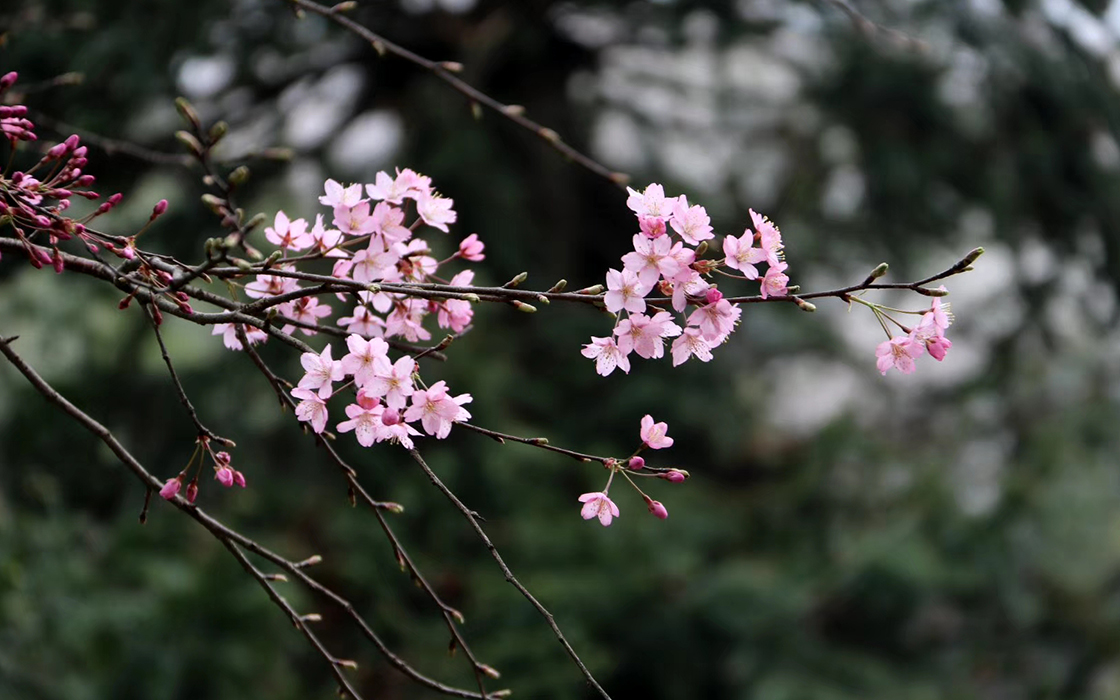 �����ϸ硤(�й�)���ֲ��ٷ���վ