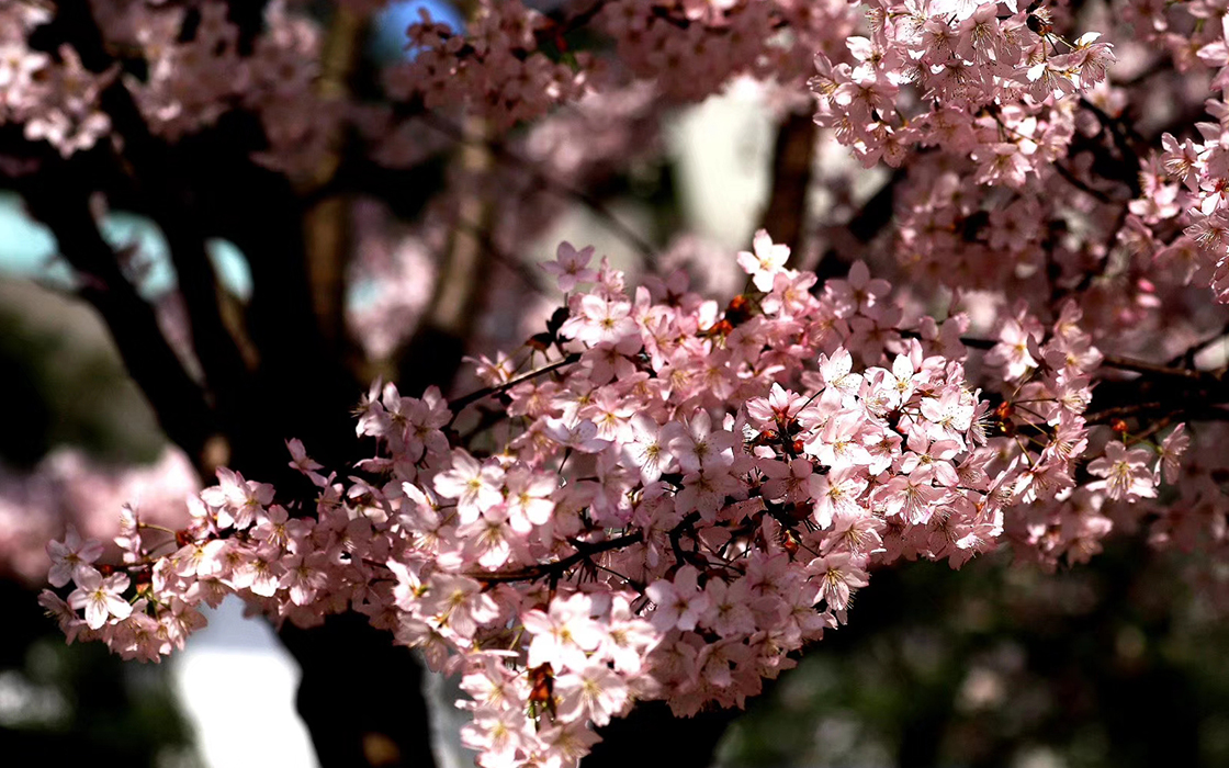 �����ϸ硤(�й�)���ֲ��ٷ���վ