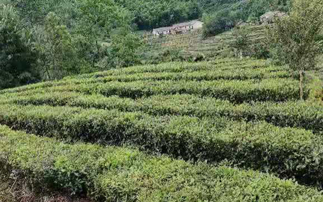 �����ϸ硤(�й�)���ֲ��ٷ���վ