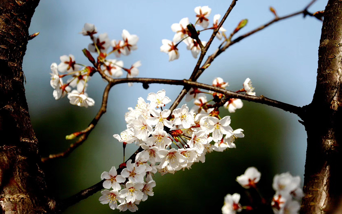 �����ϸ硤(�й�)���ֲ��ٷ���վ